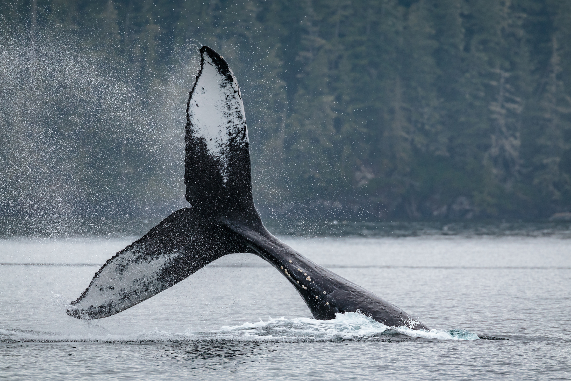 CA British Columbia Vancouver Island Telegraph Cove whale