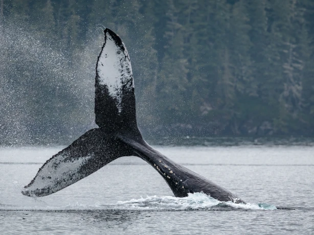 CA British Columbia Vancouver Island Telegraph Cove whale