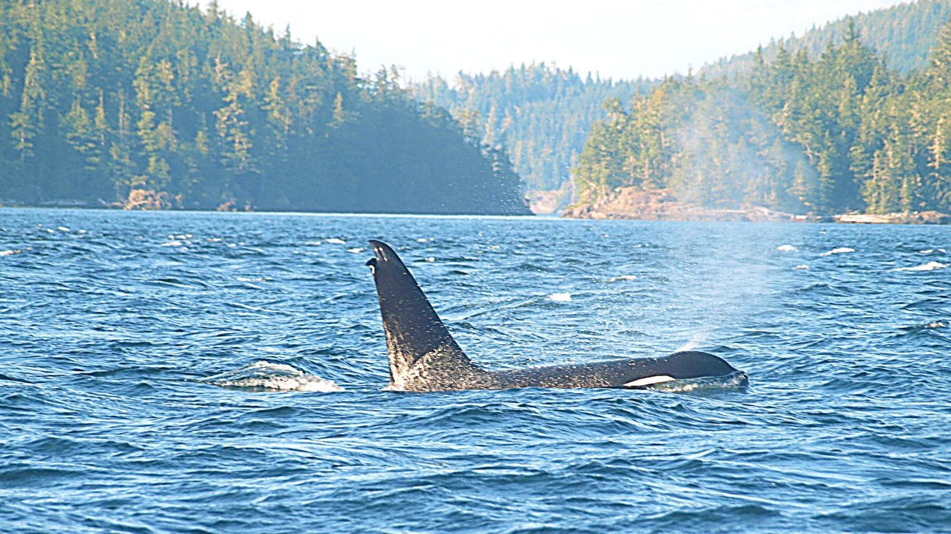 Can Telegraph Cove whale