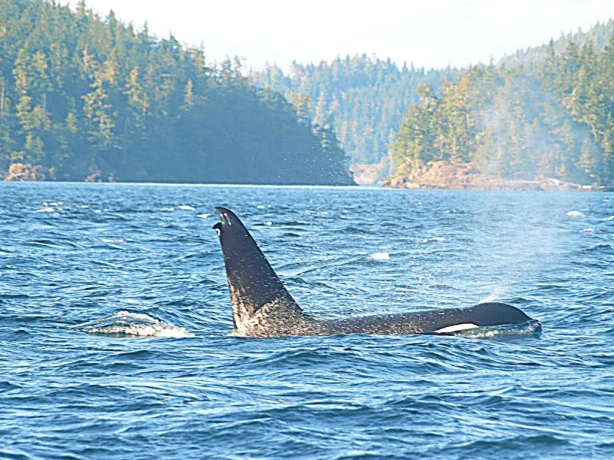 Can Telegraph Cove whale