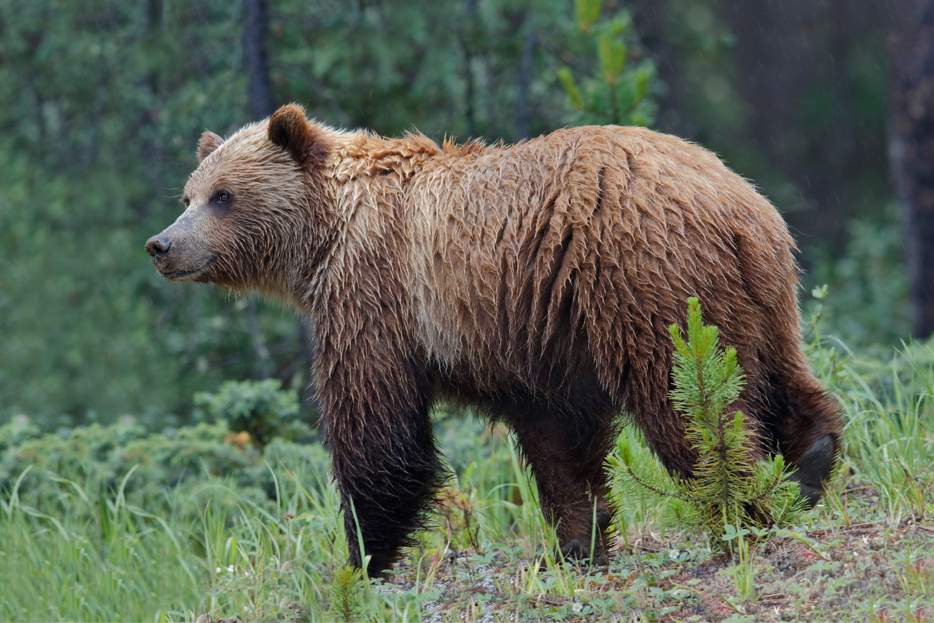 Canada Canadian Rockies Jasper National Park grizzly