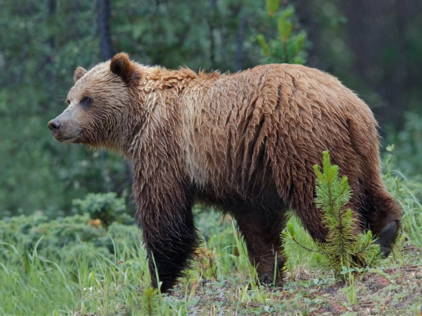 Canada Canadian Rockies Jasper National Park grizzly