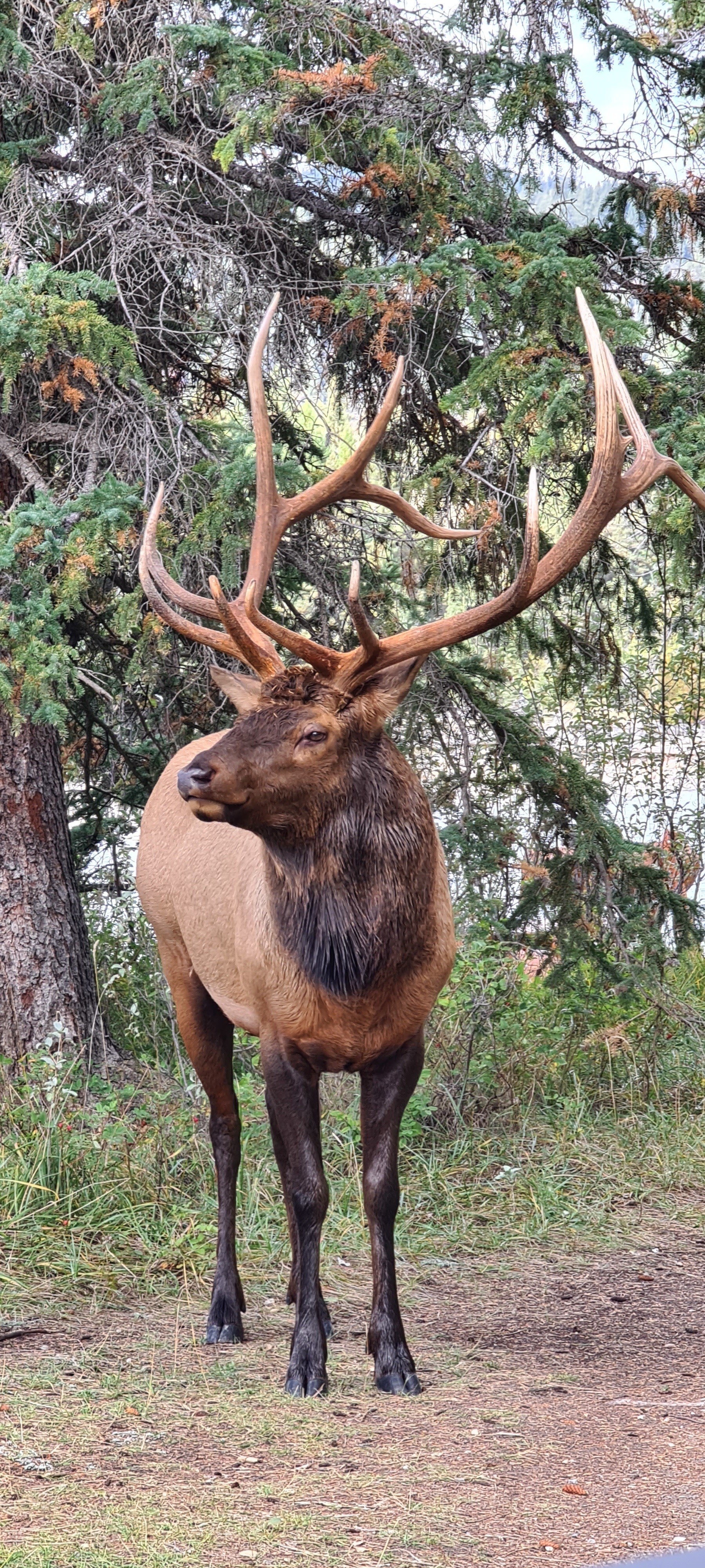 Canada Canadian Rockies red deer