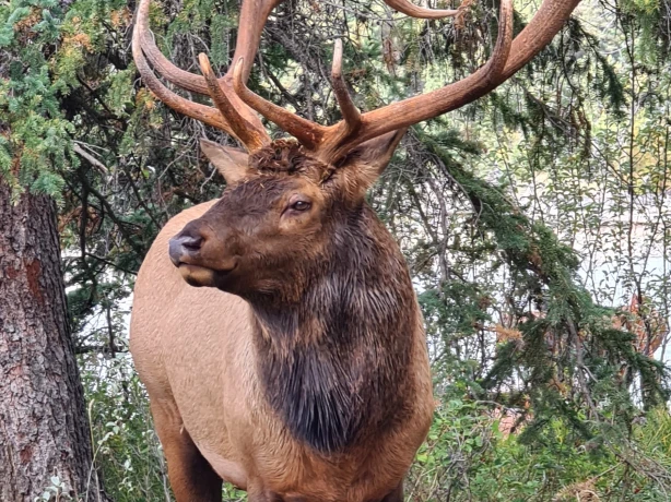 Canada Canadian Rockies red deer