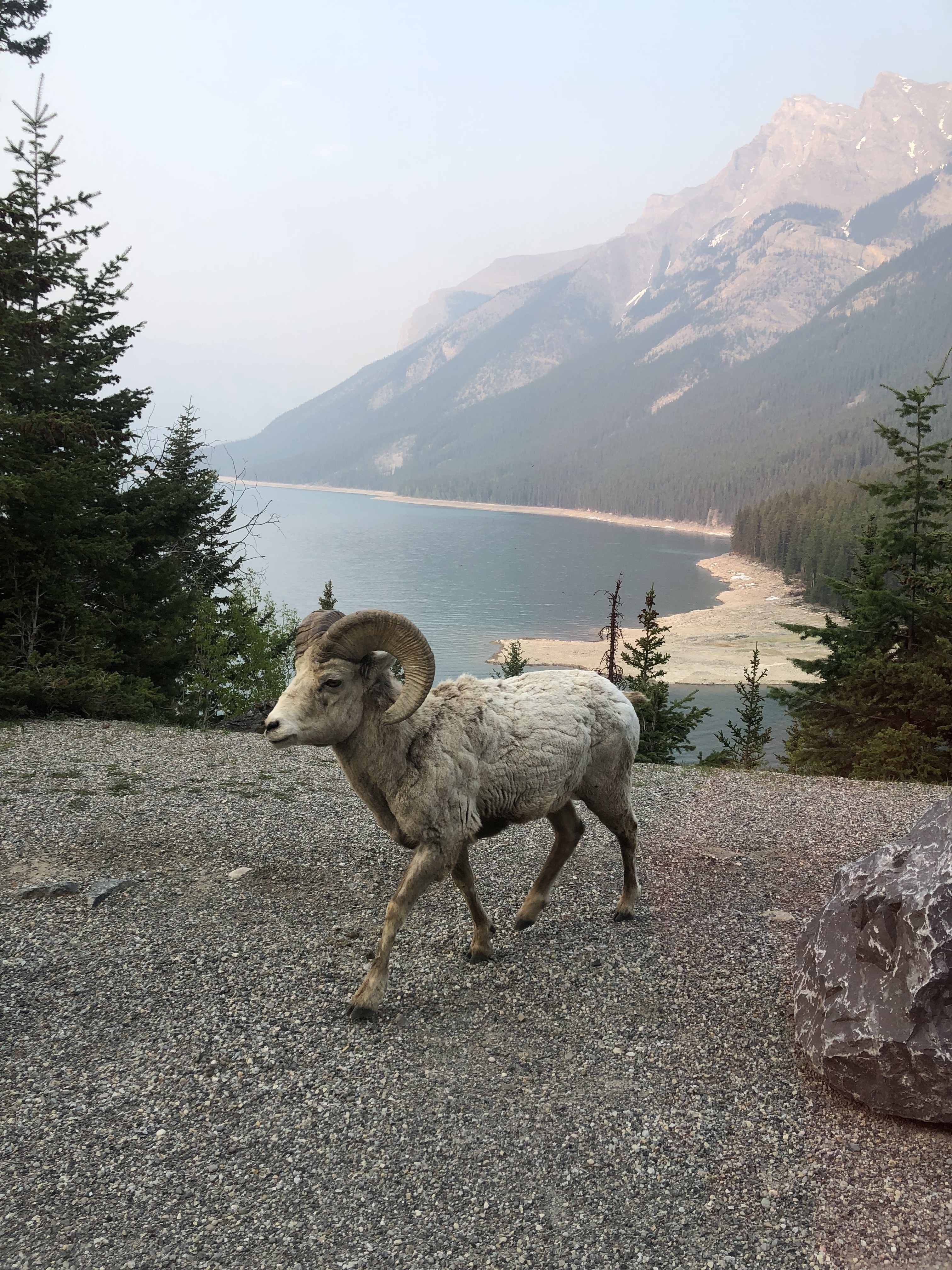 Canada Canadian Rockies sheep