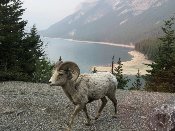 Canada Canadian Rockies sheep