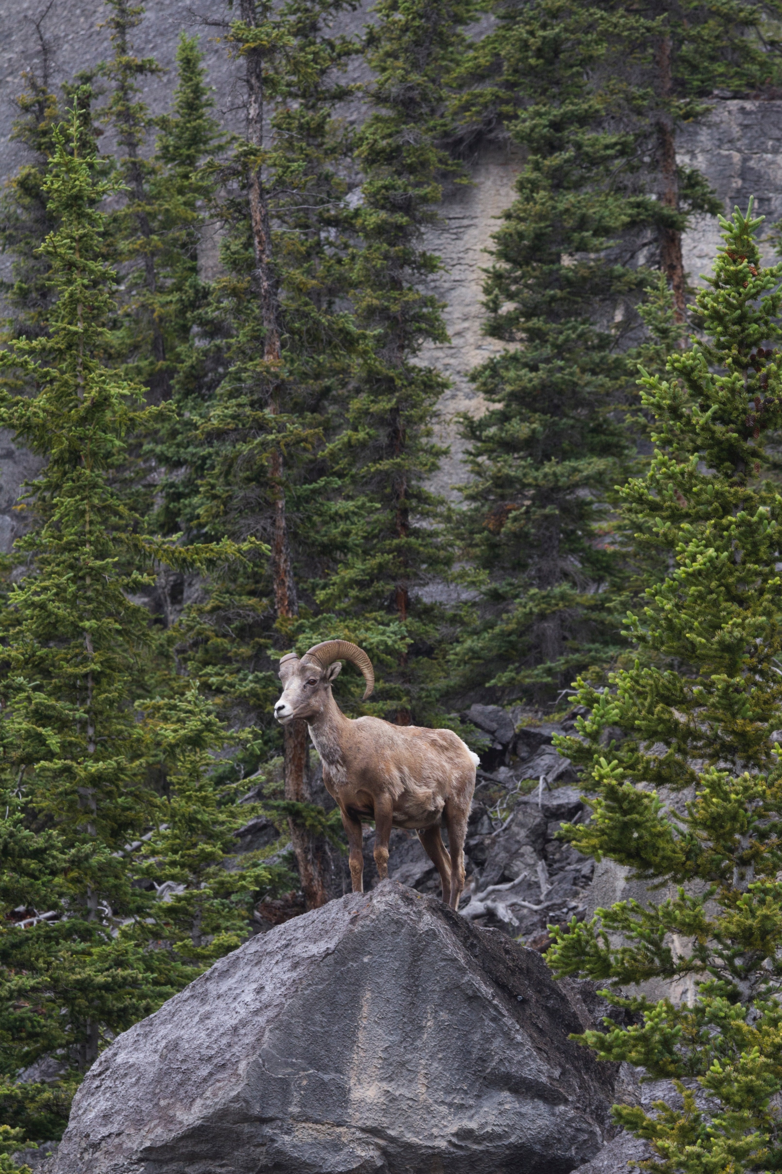 Canada icefields parkway mountain goat jody confer