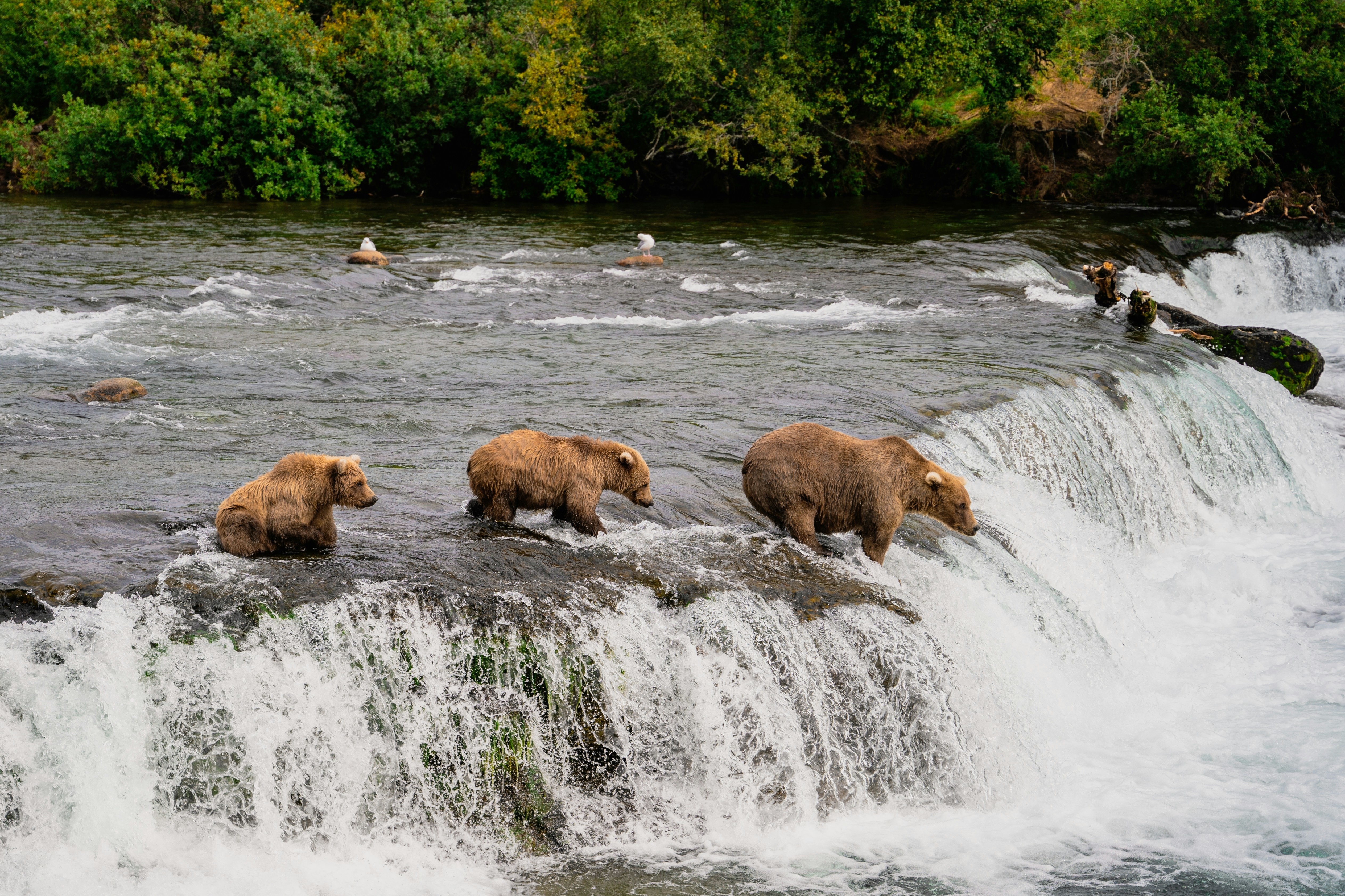 CA - BC - Vancouver Island - Bears fishing