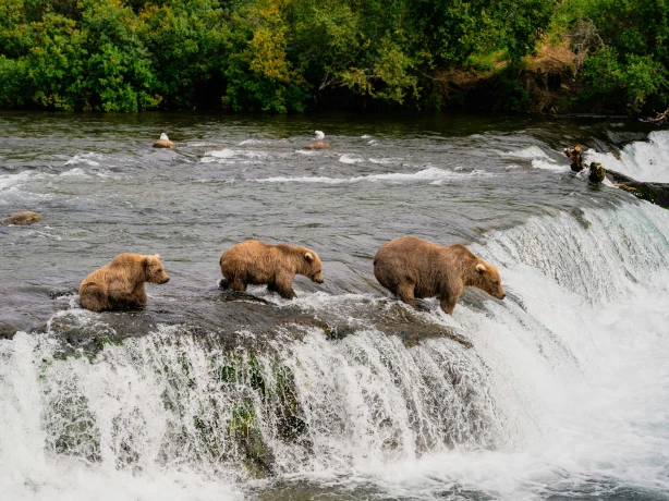 CA - BC - Vancouver Island - Bears fishing