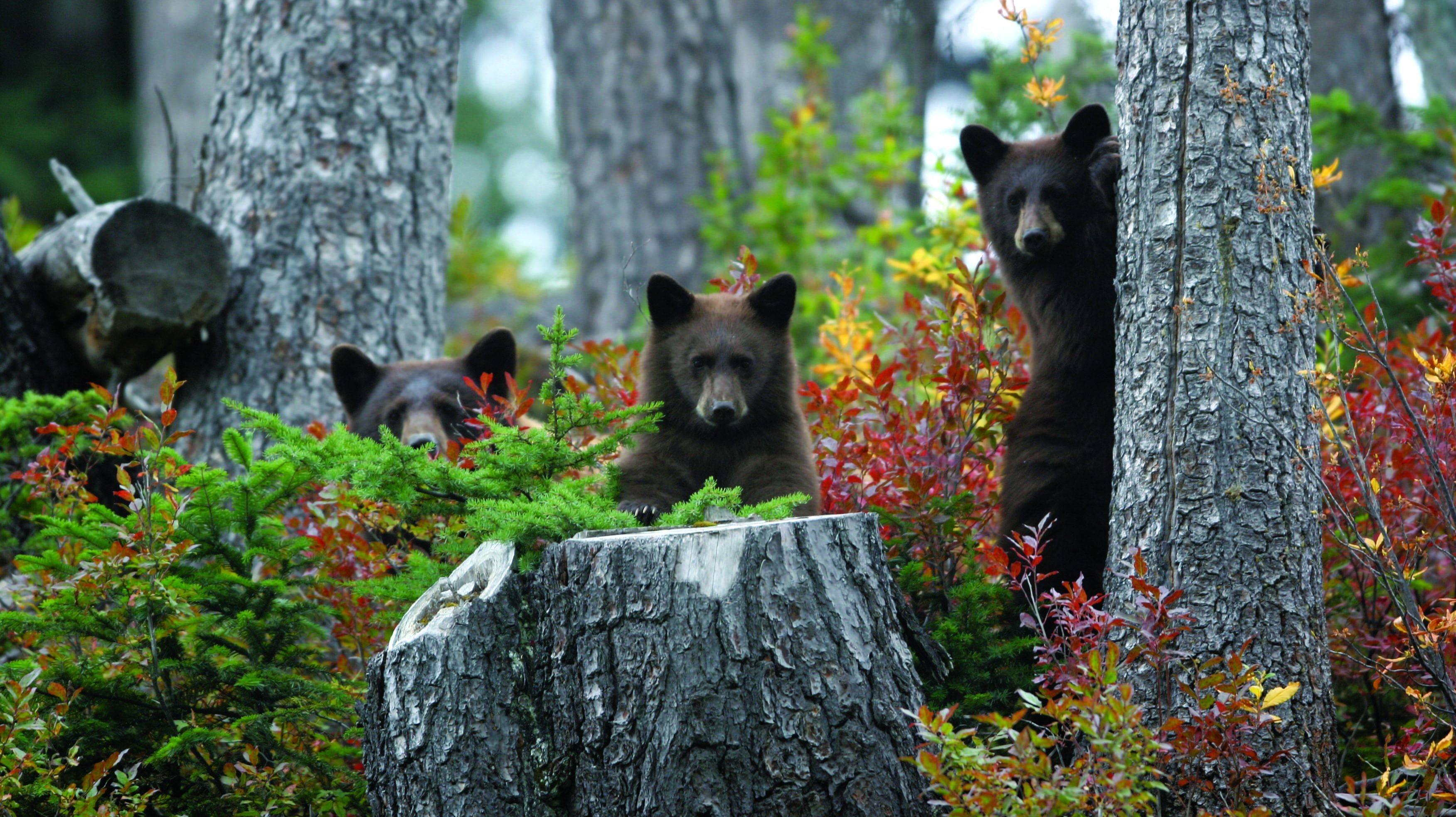 Can bears trees credit tourism whistler michael allen