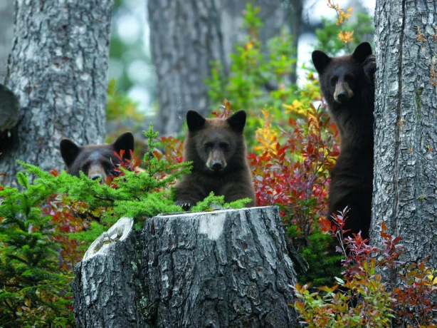 Can bears trees credit tourism whistler michael allen