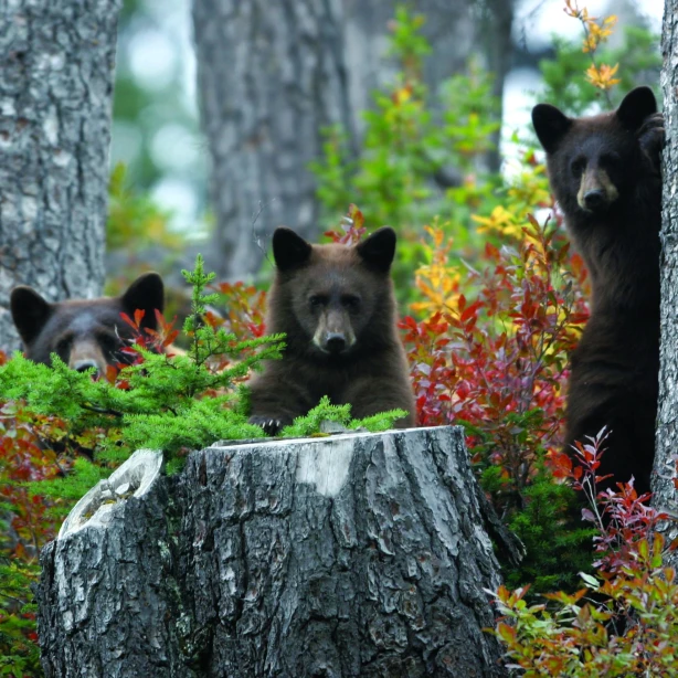 Can bears trees credit tourism whistler michael allen
