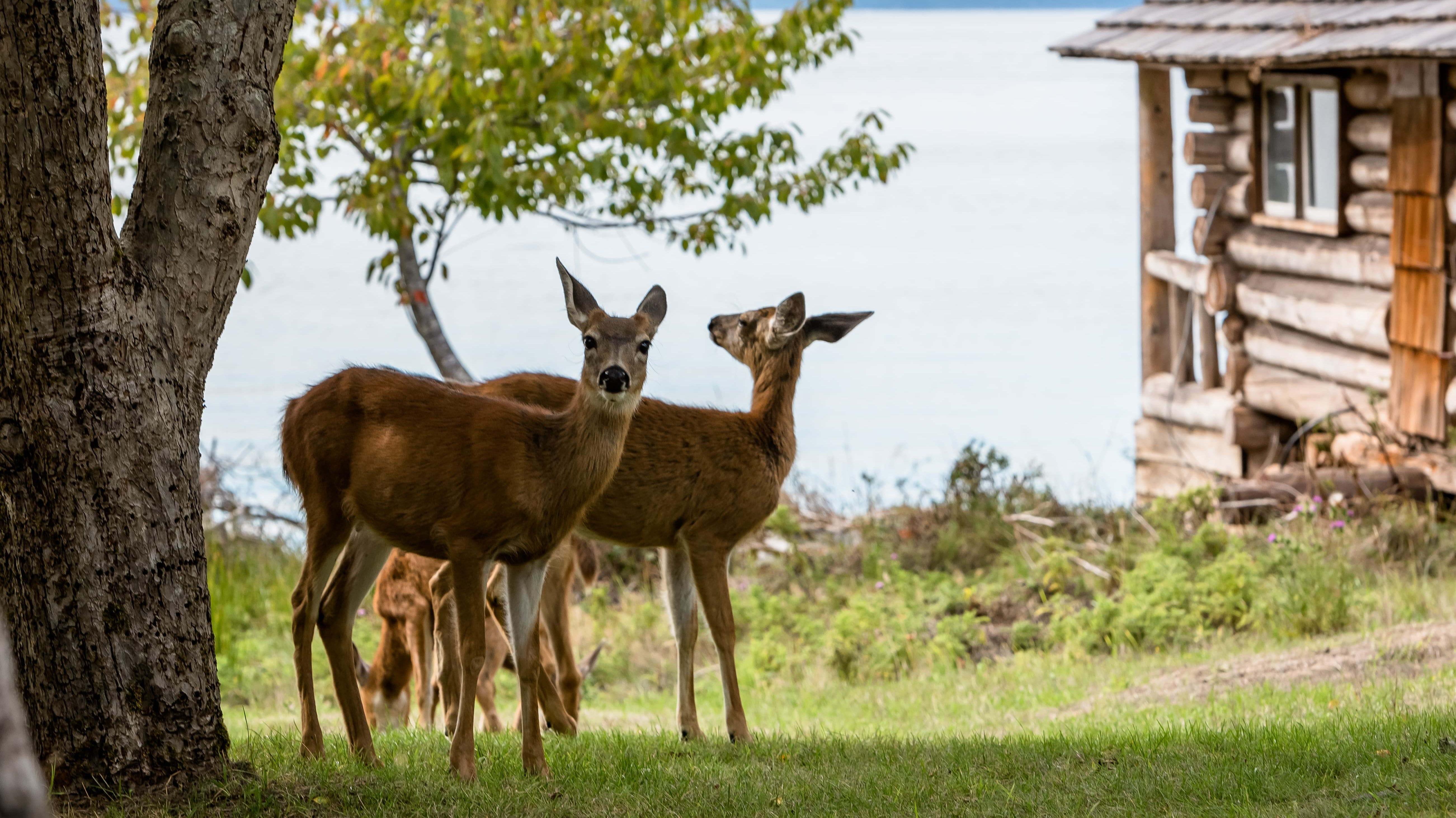 Can deers vancouver island