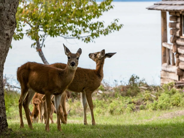 Can deers vancouver island