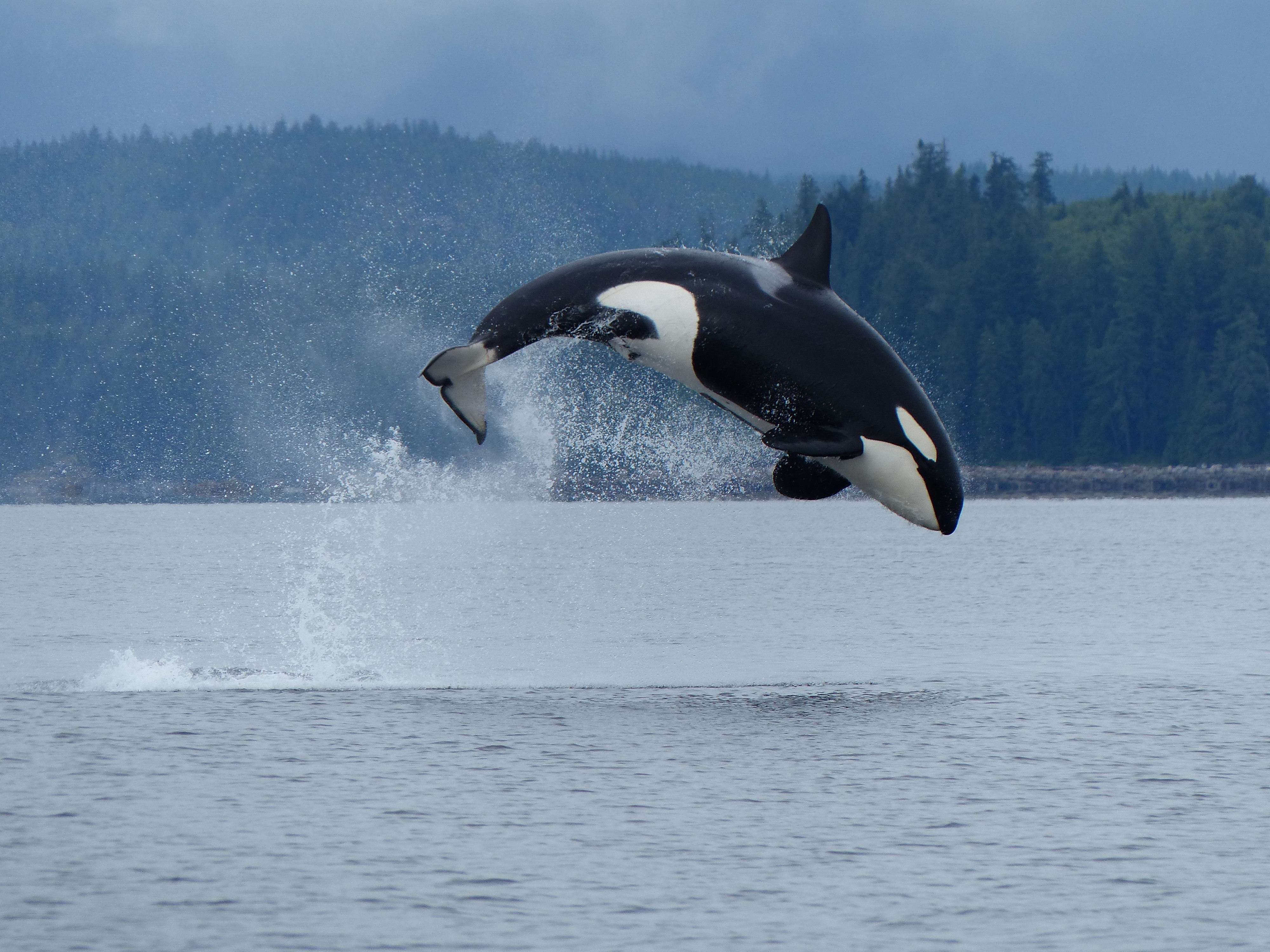 Can orca water campbell river 39094 master