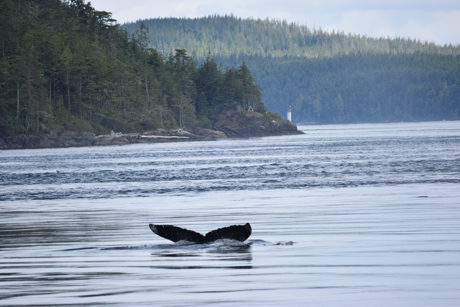 5998 Canada Vancouver Island humpback