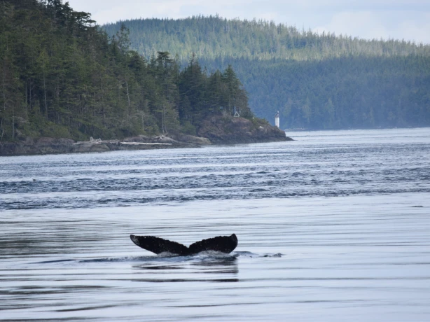 5998 Canada Vancouver Island humpback