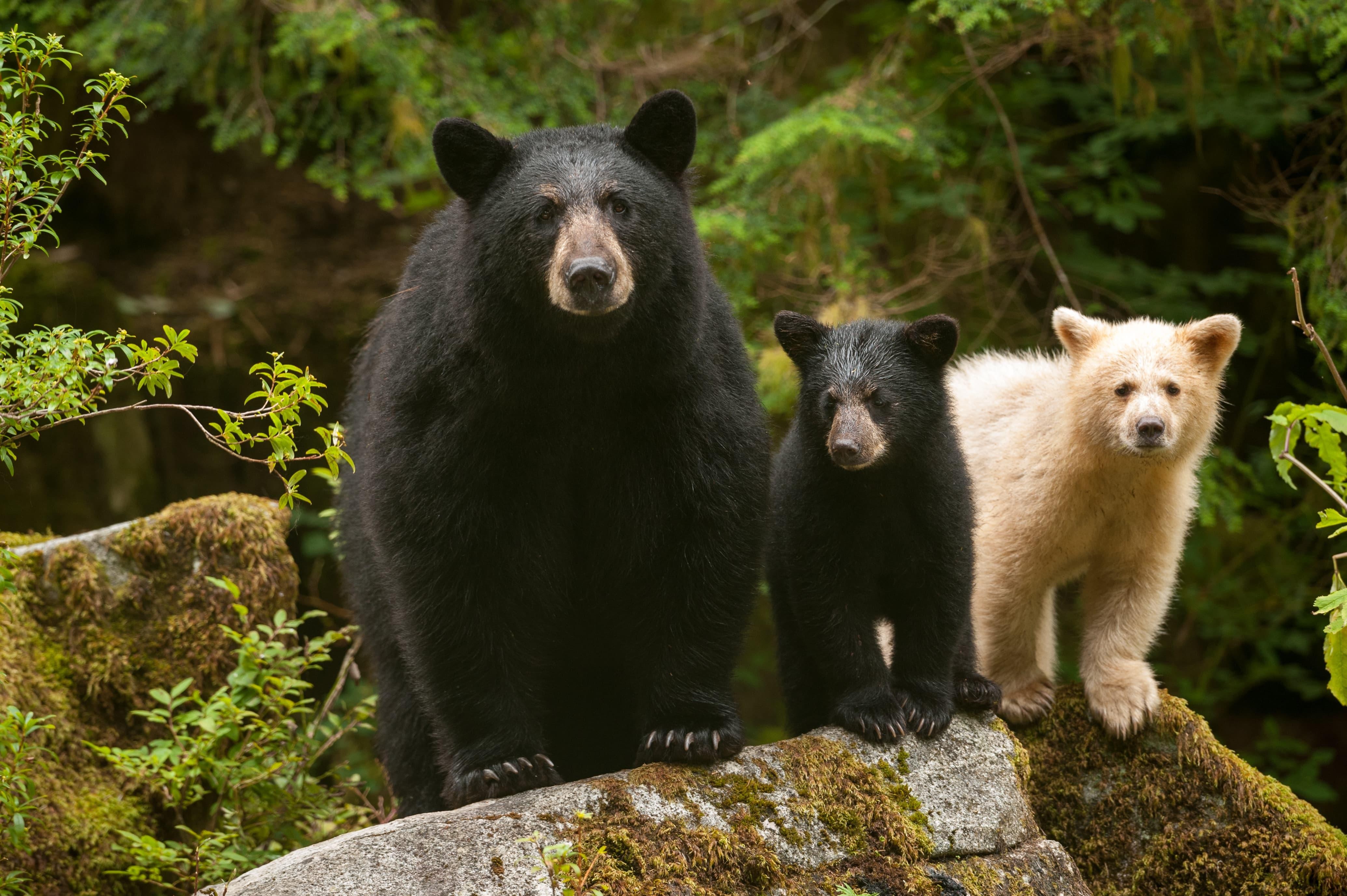 Een familie van twee zwarte beren en een spirituele beer staan op een boomstam in het Grote Beren Regenwoud in Canada