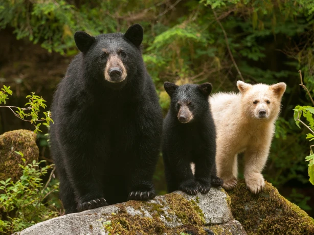 Een familie van twee zwarte beren en een spirituele beer staan op een boomstam in het Grote Beren Regenwoud in Canada