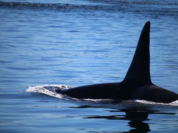 Desolation sound orca