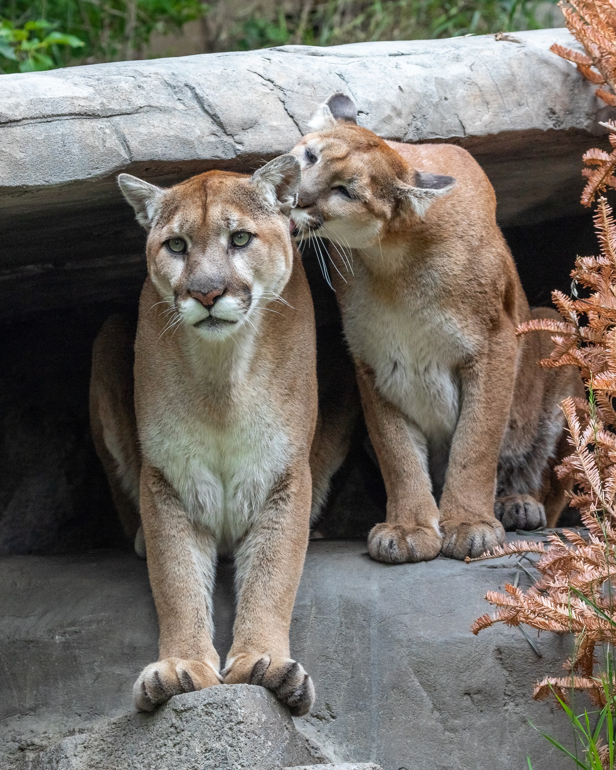 Canada calgary zoo cougars