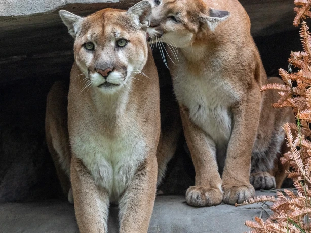 Canada calgary zoo cougars