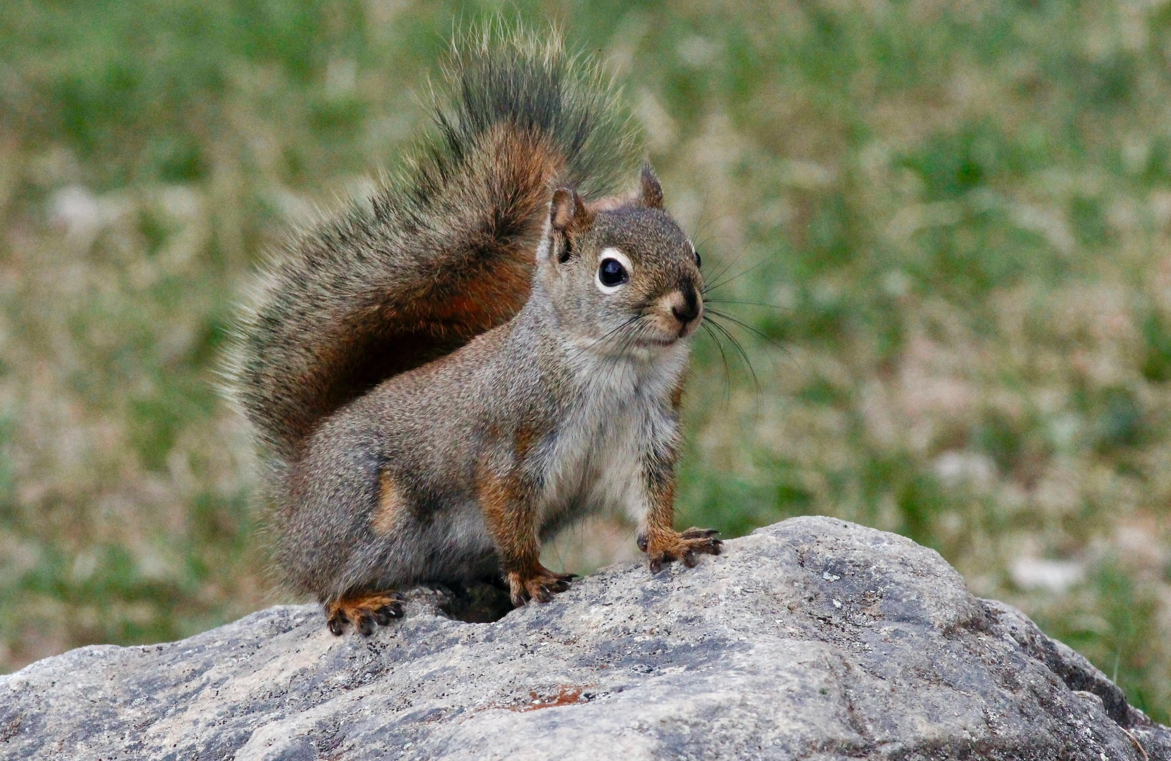 Canada jasper national park squirrel wildlife