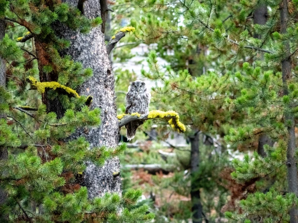 US CONTACT P1055200 Yellowstone