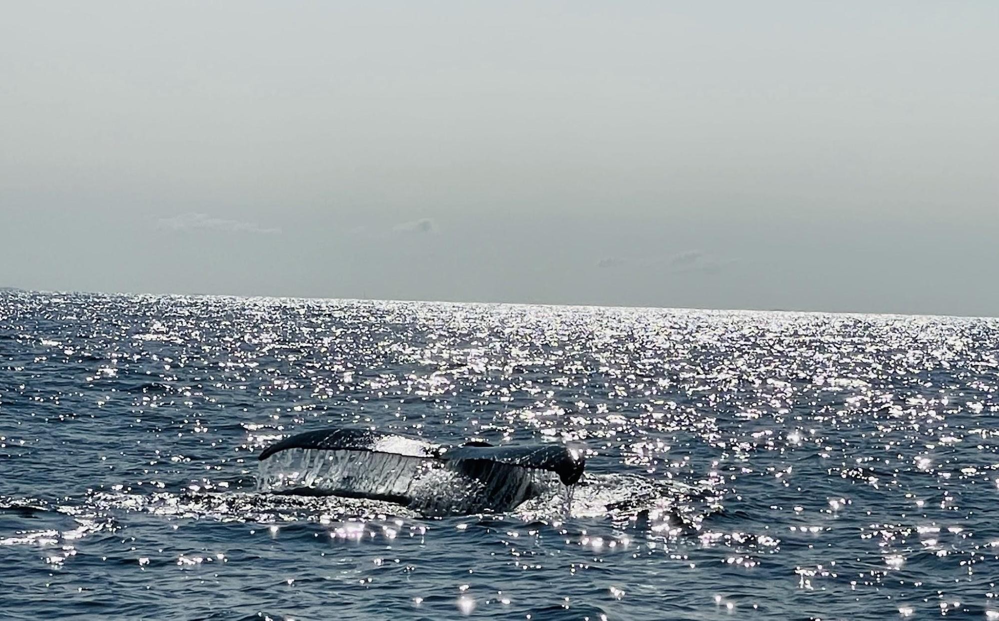 USA New England Maine Wal