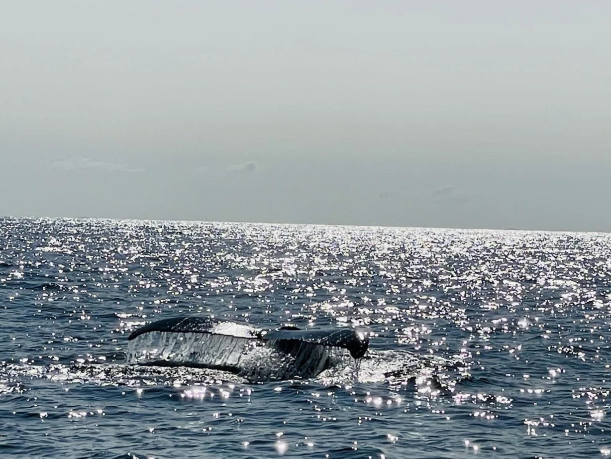 USA New England Maine Wal