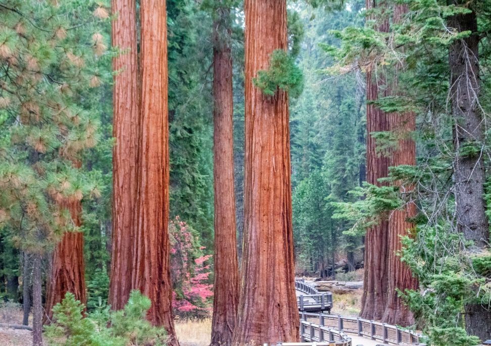 Yosemite giant sequoia