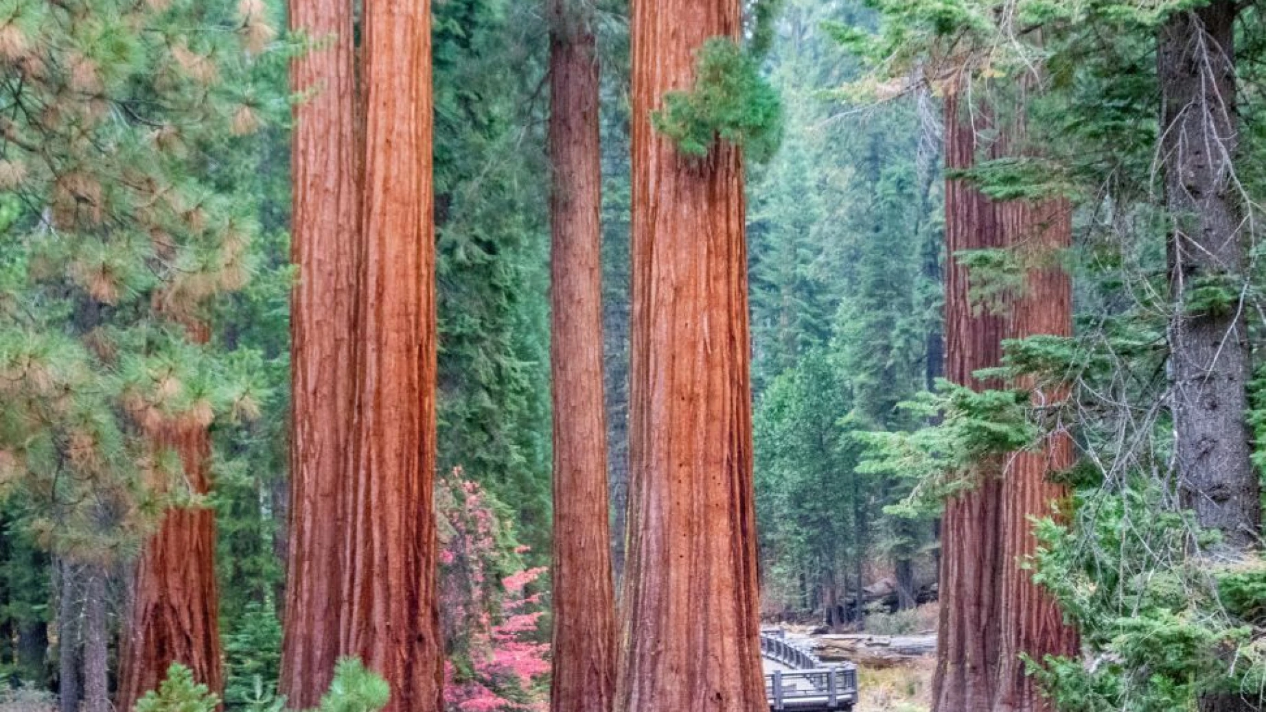 Yosemite giant sequoia