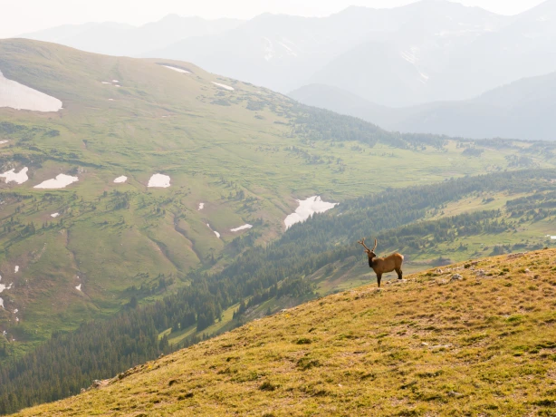 USA Colorado Rocky Mountain National Park buck