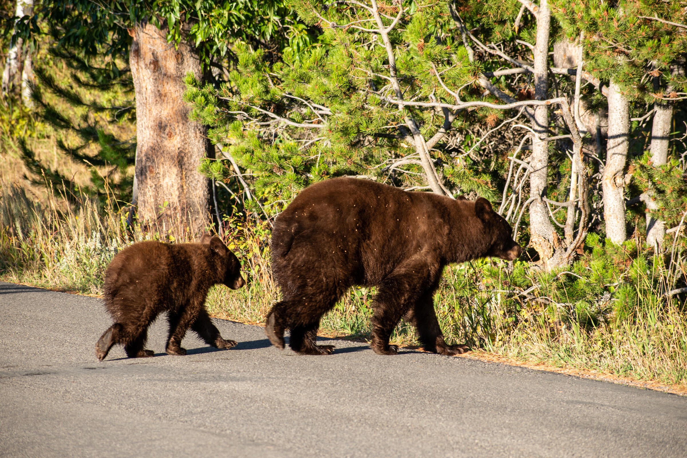 Rsz usa wyoming grand teton national park bears