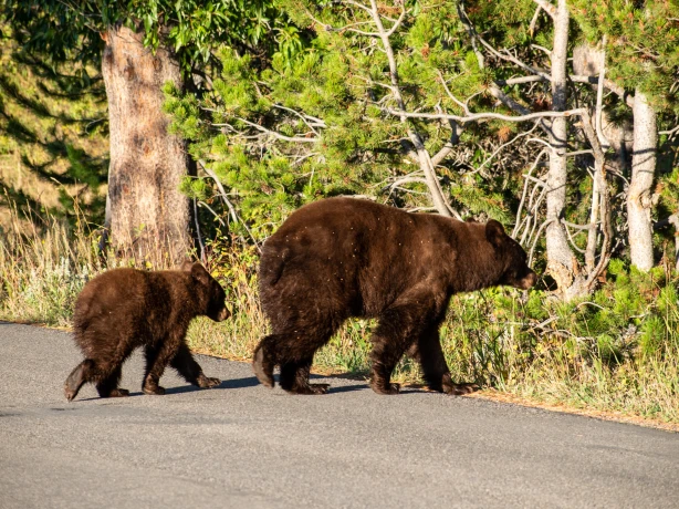 Rsz usa wyoming grand teton national park bears