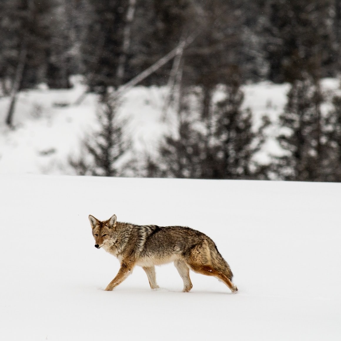 Unitedstates yellowstone nature wolf