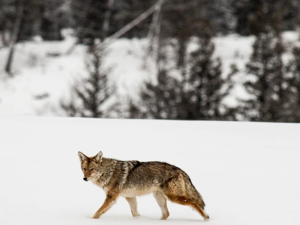 Unitedstates yellowstone nature wolf
