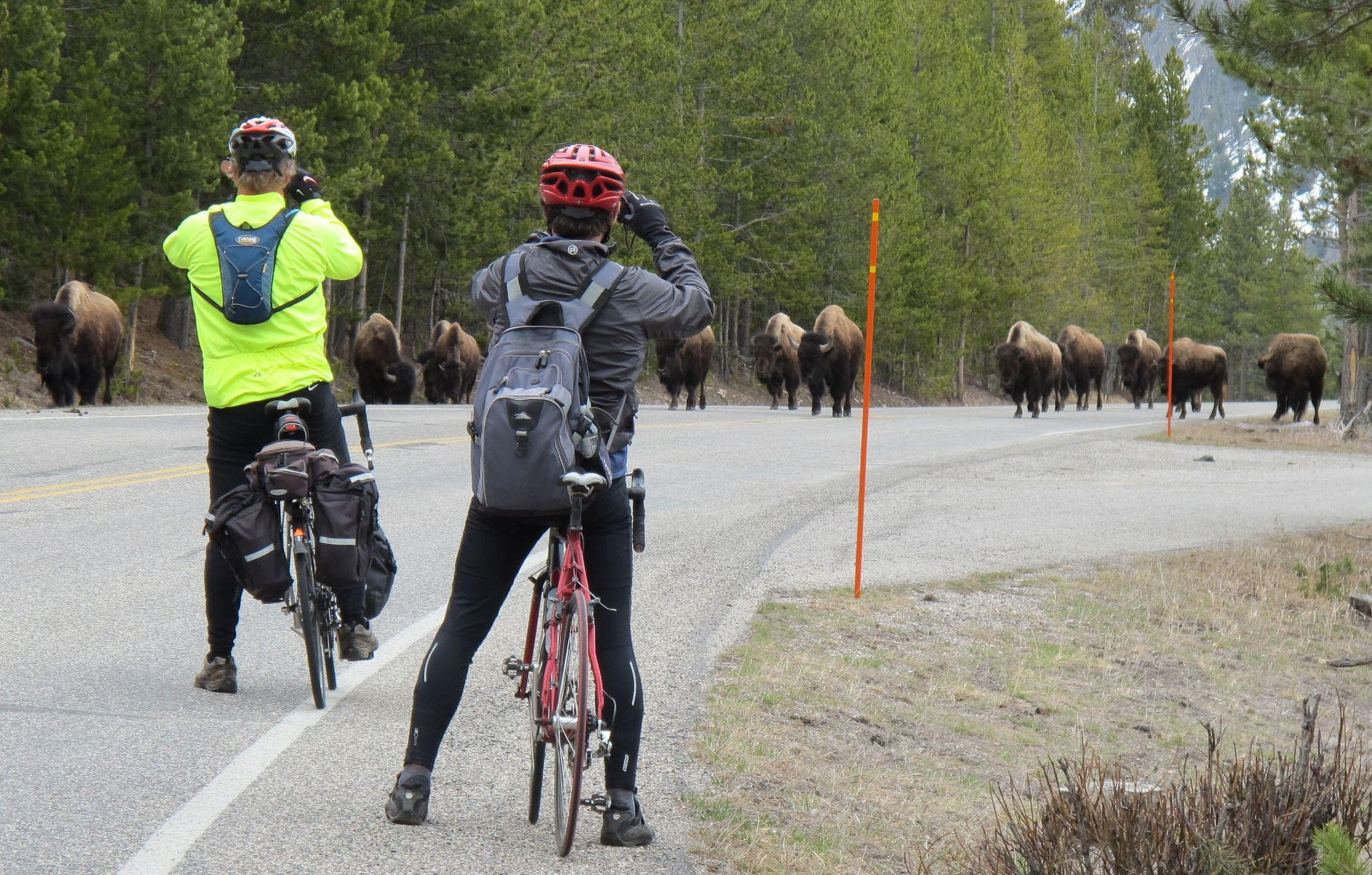 Unitedstates yellowstone cycling bison