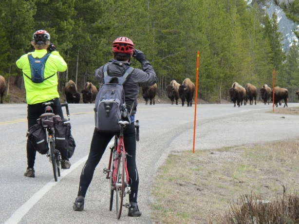 Unitedstates yellowstone cycling bison