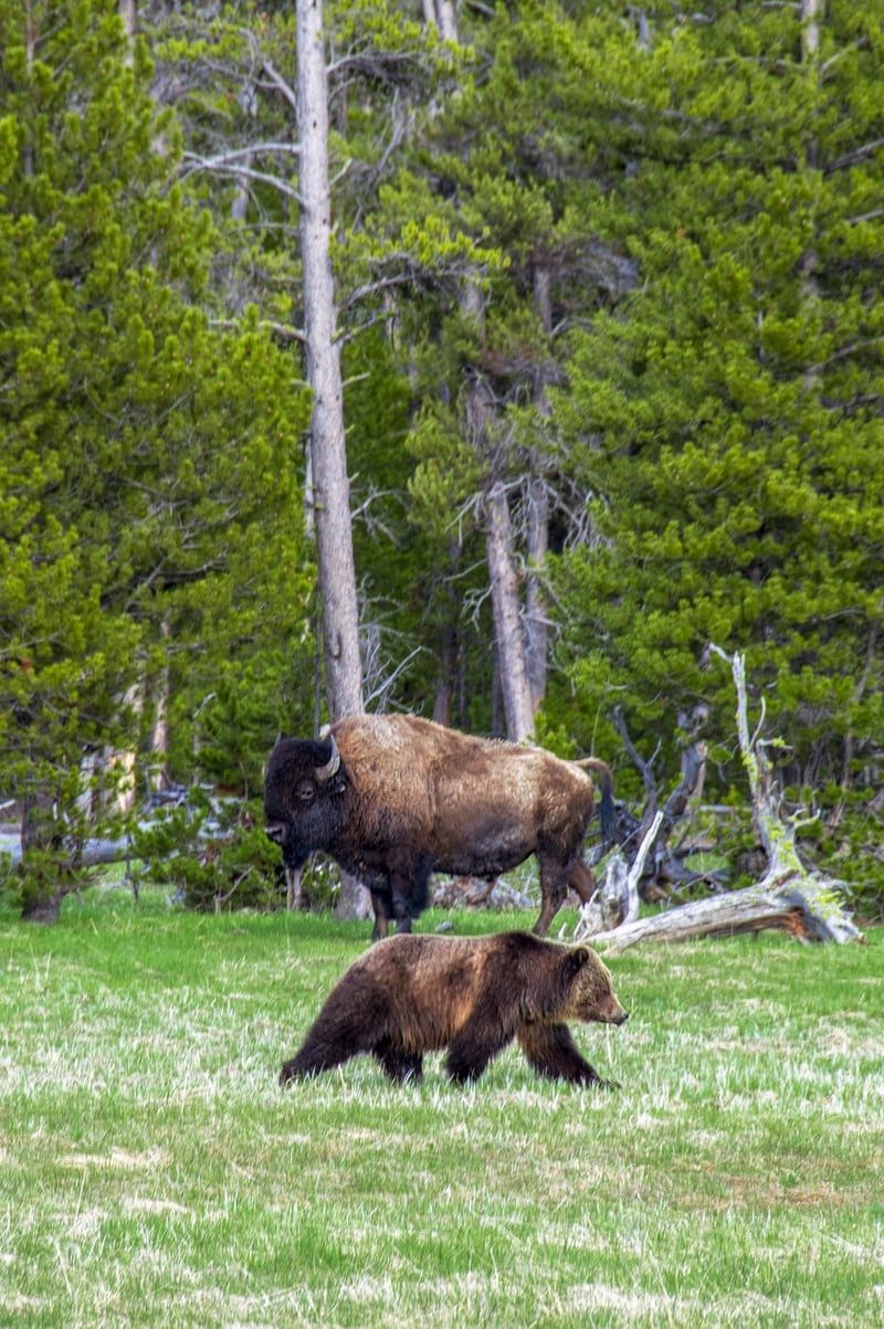 Us yellowstone bear bison unsplash