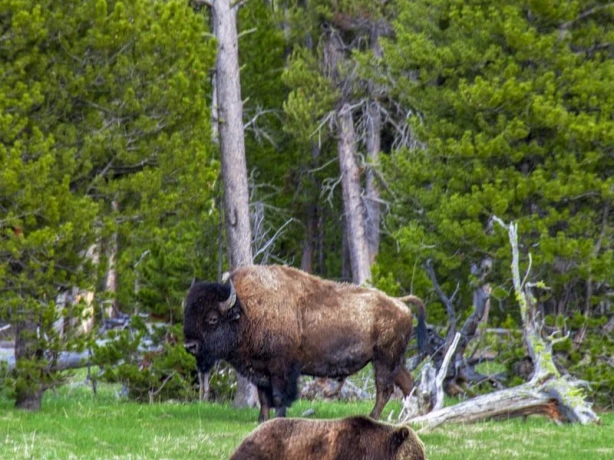 Us yellowstone bear bison unsplash