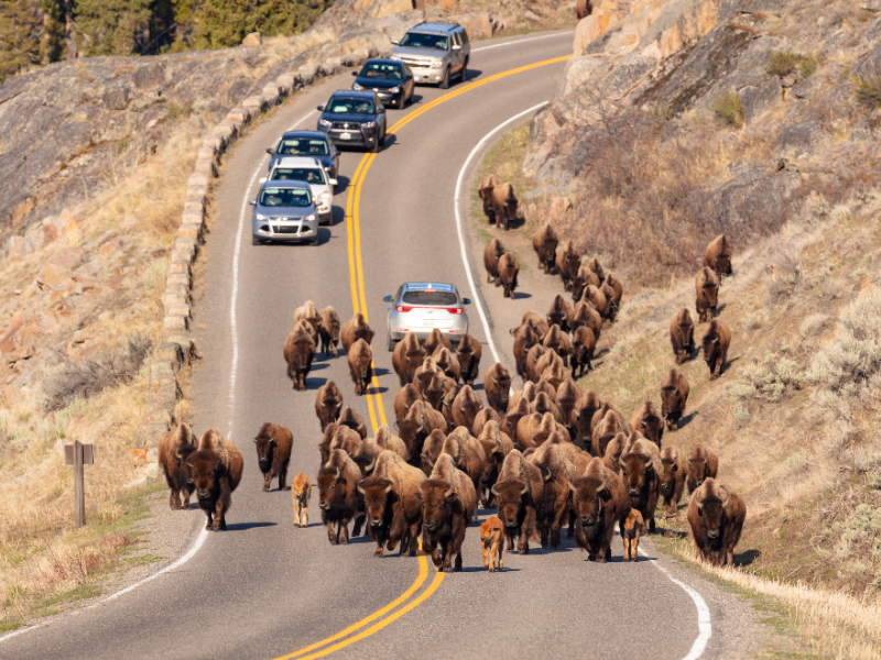 Us yellowstone drive bison wo