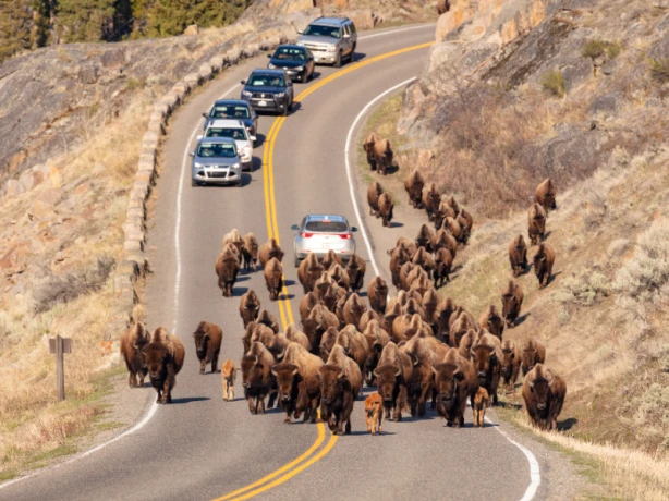 Us yellowstone drive bison wo