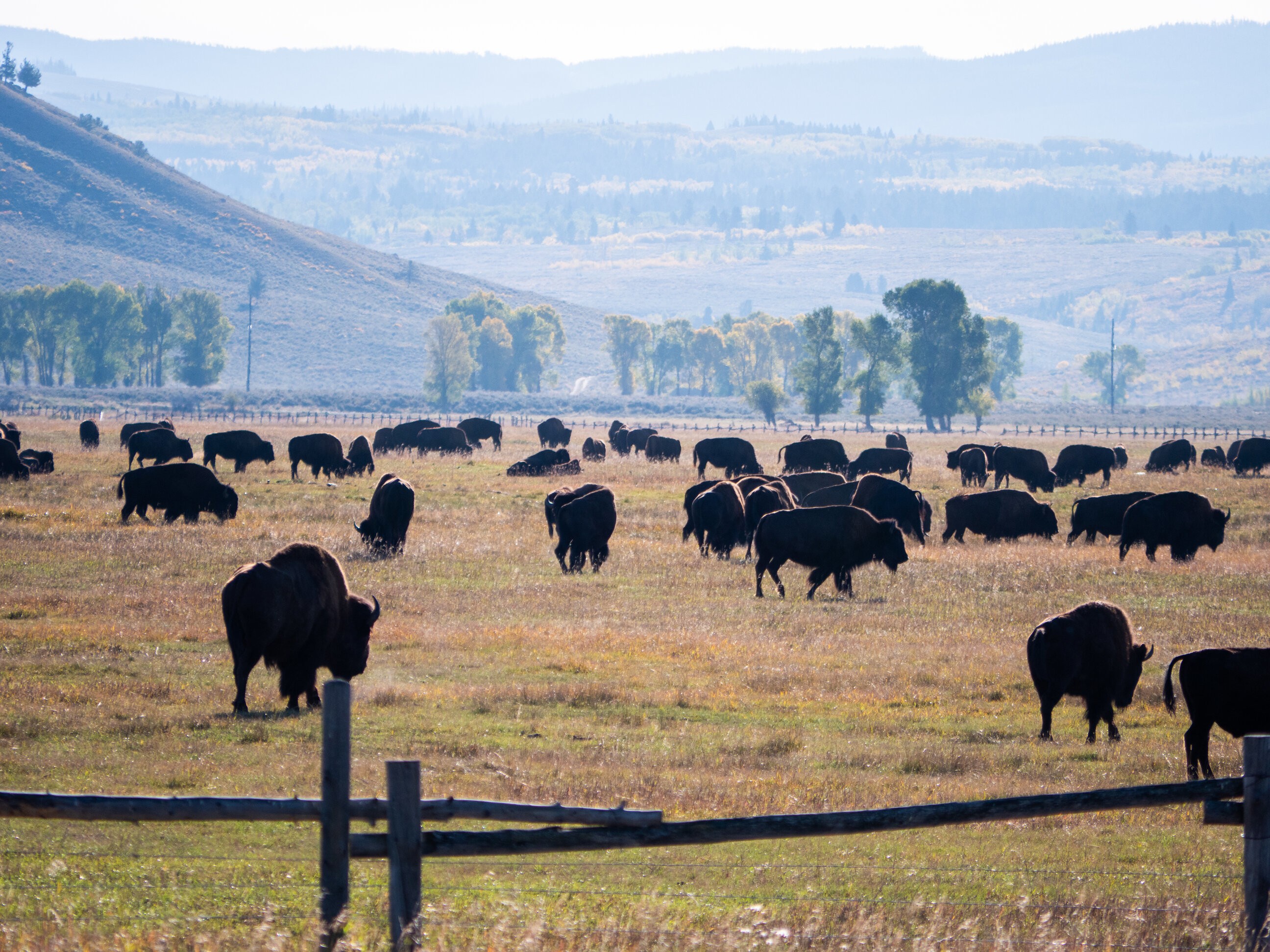 Rsz usa wyoming grand teton wildlife tour