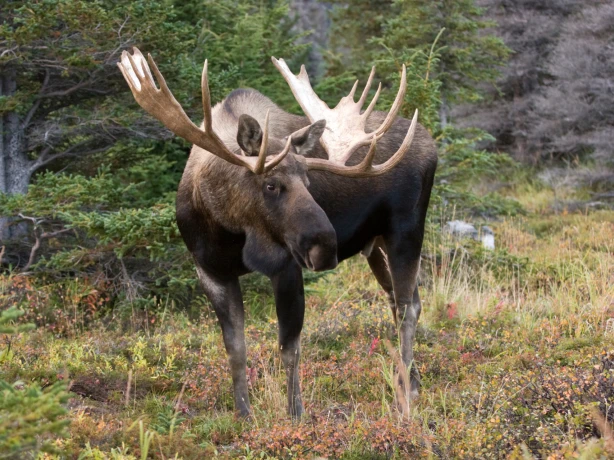 US Alaska Chugach National Forest moose