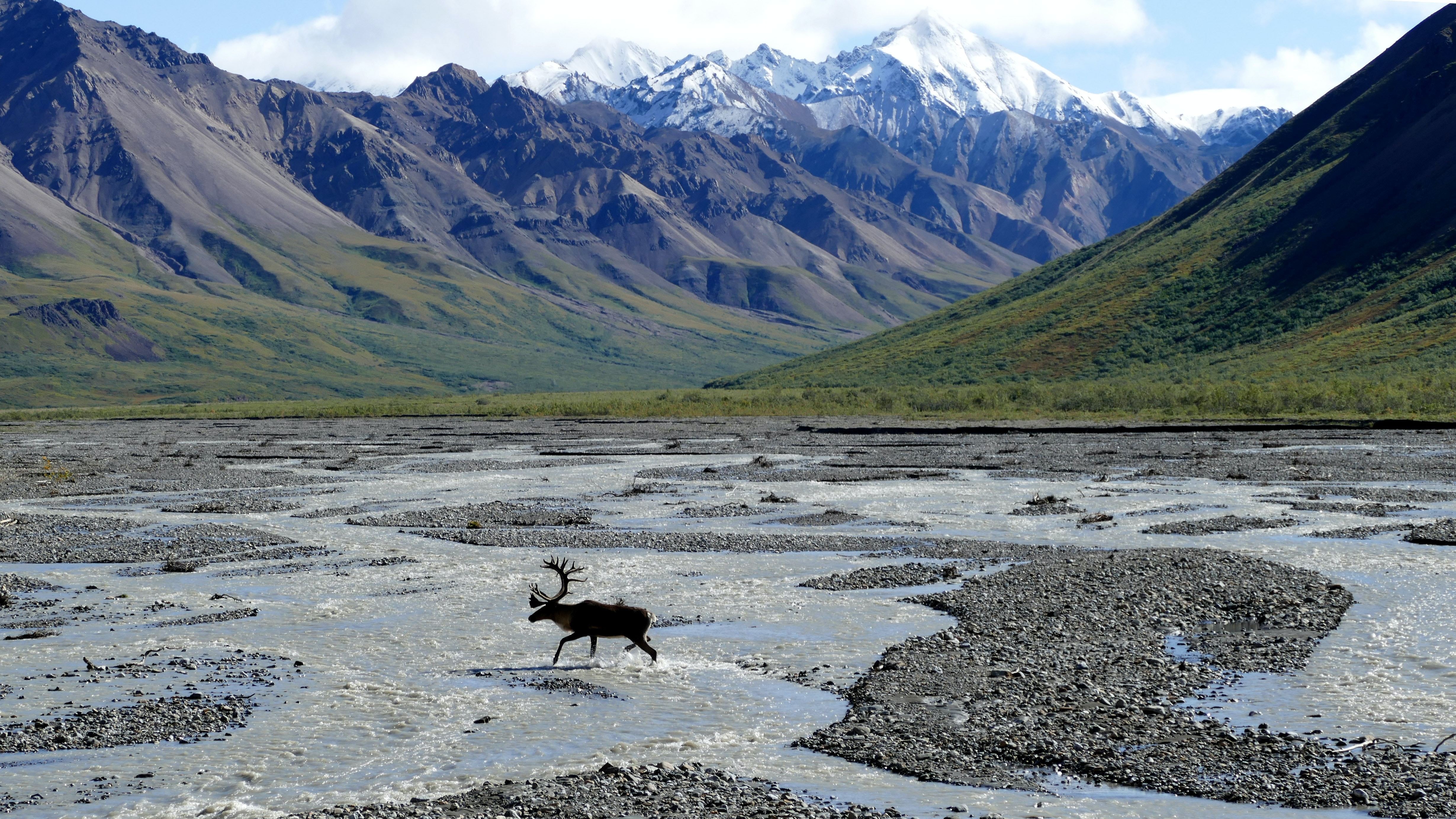 US Alaska Denali National Park moose