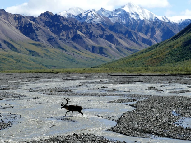 US Alaska Denali National Park moose