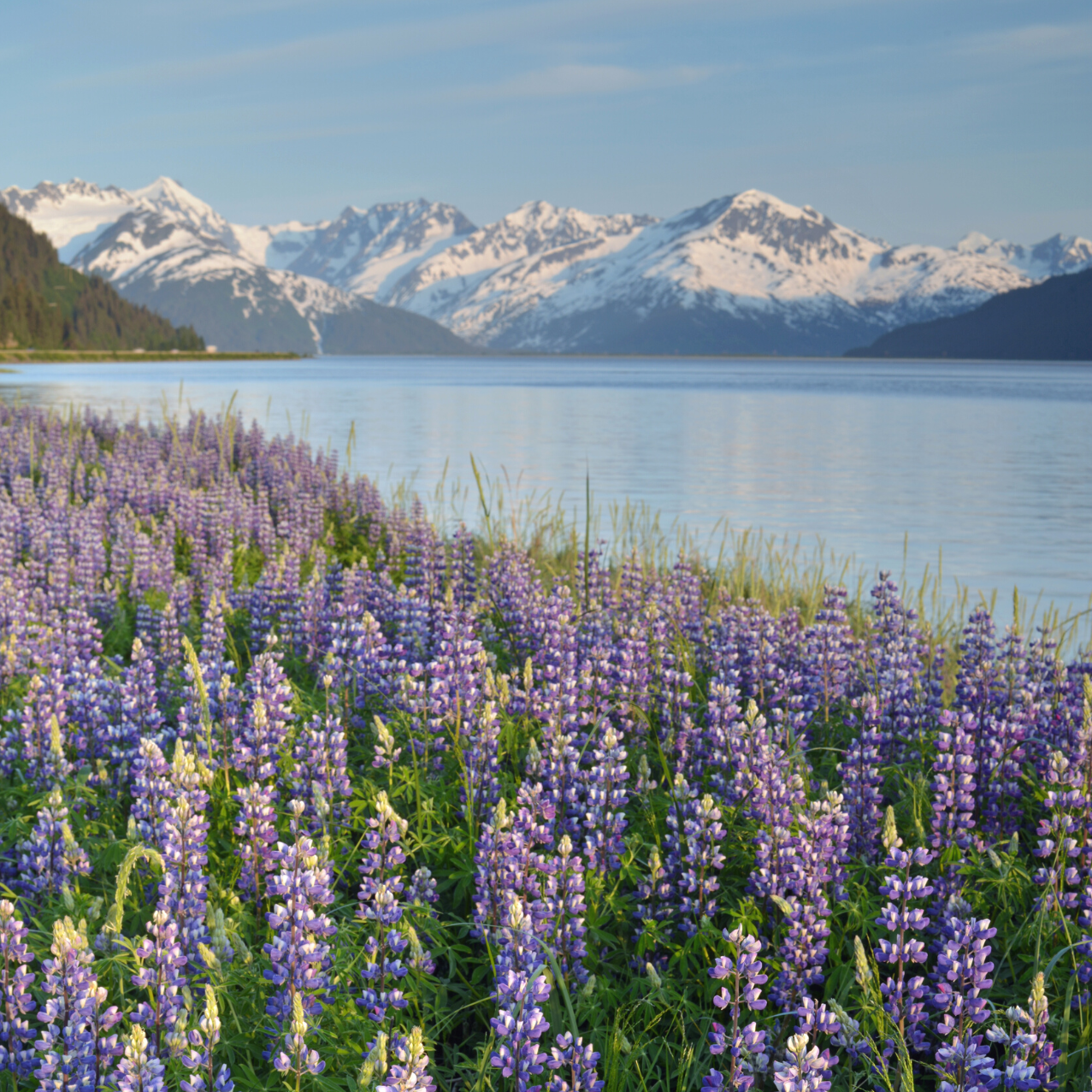 US Alaska Turnagain Arm spring