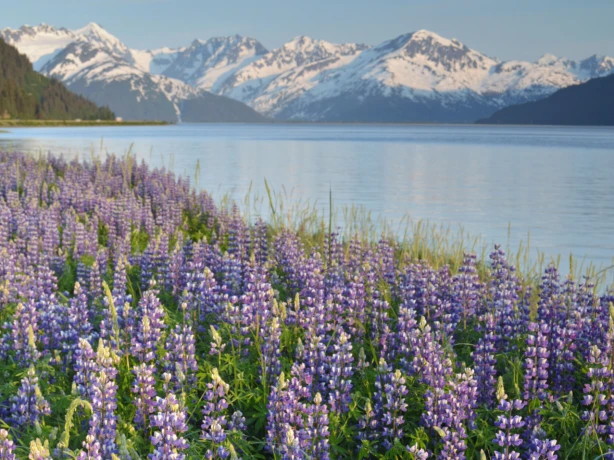 US Alaska Turnagain Arm spring