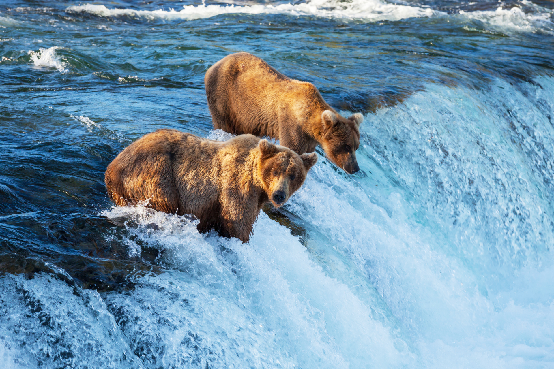 US Alaska bears fishing